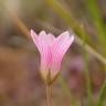 Fotografia 10 da espécie Anagallis tenella do Jardim Botânico UTAD