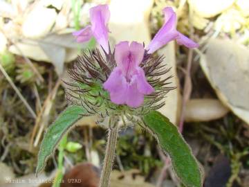 Fotografia da espécie Satureja vulgaris subesp. vulgaris