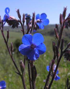 Fotografia 10 da espécie Anchusa azurea no Jardim Botânico UTAD