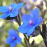 Fotografia 12 da espécie Anchusa azurea do Jardim Botânico UTAD