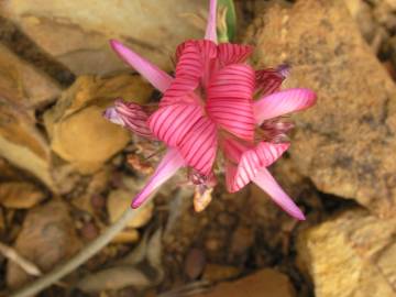 Fotografia da espécie Onobrychis humilis