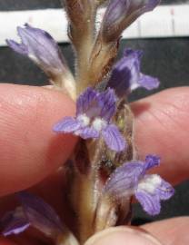 Fotografia da espécie Orobanche ramosa subesp. ramosa