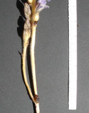 Fotografia 3 da espécie Orobanche ramosa subesp. ramosa no Jardim Botânico UTAD