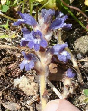 Fotografia 4 da espécie Orobanche ramosa subesp. ramosa no Jardim Botânico UTAD