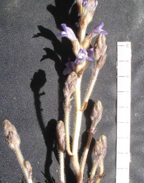 Fotografia 5 da espécie Orobanche ramosa subesp. ramosa no Jardim Botânico UTAD