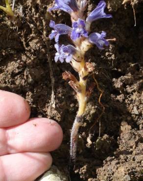 Fotografia 6 da espécie Orobanche ramosa subesp. ramosa no Jardim Botânico UTAD