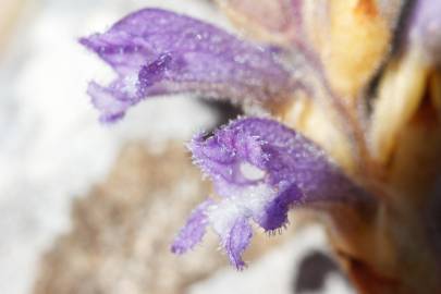Fotografia da espécie Orobanche ramosa subesp. ramosa