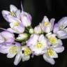 Fotografia 1 da espécie Allium roseum var. roseum do Jardim Botânico UTAD