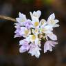 Fotografia 10 da espécie Allium roseum var. roseum do Jardim Botânico UTAD