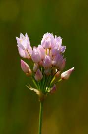 Fotografia da espécie Allium roseum var. roseum