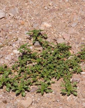 Fotografia 9 da espécie Amaranthus blitoides no Jardim Botânico UTAD