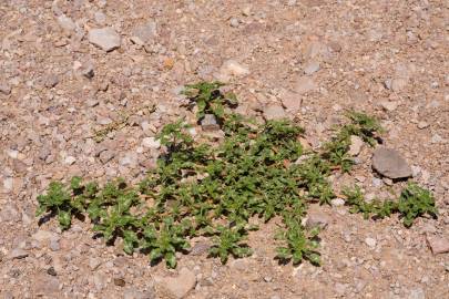 Fotografia da espécie Amaranthus blitoides