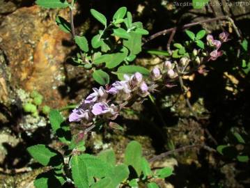 Fotografia da espécie Teucrium salviastrum