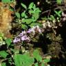 Fotografia 4 da espécie Teucrium salviastrum do Jardim Botânico UTAD