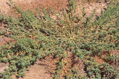 Fotografia da espécie Amaranthus blitoides