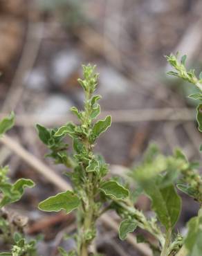 Fotografia 9 da espécie Amaranthus albus no Jardim Botânico UTAD