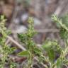 Fotografia 9 da espécie Amaranthus albus do Jardim Botânico UTAD