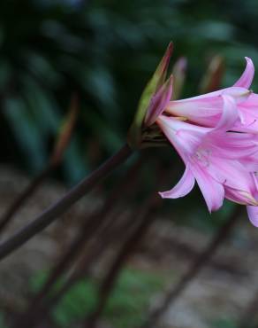 Fotografia 6 da espécie Amaryllis belladonna no Jardim Botânico UTAD