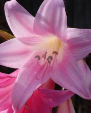 Fotografia da espécie Amaryllis belladonna