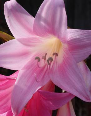 Fotografia 1 da espécie Amaryllis belladonna no Jardim Botânico UTAD