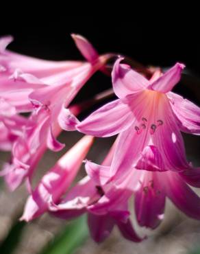 Fotografia 7 da espécie Amaryllis belladonna no Jardim Botânico UTAD