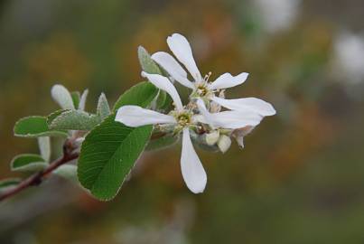 Fotografia da espécie Amelanchier ovalis