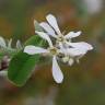 Fotografia 1 da espécie Amelanchier ovalis do Jardim Botânico UTAD