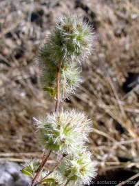 Fotografia da espécie Thymus mastichina