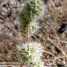 Fotografia 3 da espécie Thymus mastichina do Jardim Botânico UTAD