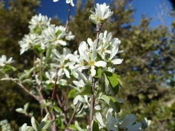 Fotografia da espécie Amelanchier ovalis