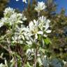 Fotografia 7 da espécie Amelanchier ovalis do Jardim Botânico UTAD