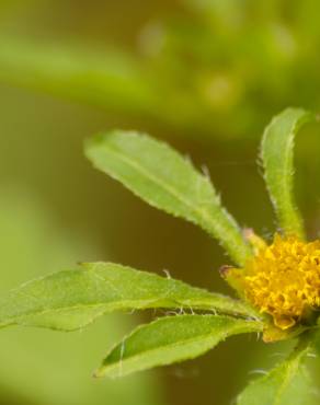 Fotografia 9 da espécie Bidens frondosa no Jardim Botânico UTAD