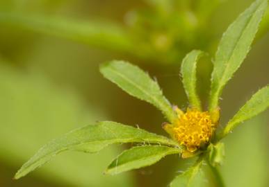 Fotografia da espécie Bidens frondosa