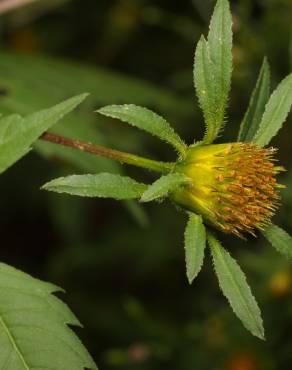 Fotografia 10 da espécie Bidens frondosa no Jardim Botânico UTAD