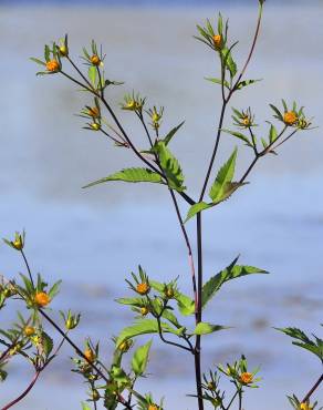 Fotografia 11 da espécie Bidens frondosa no Jardim Botânico UTAD