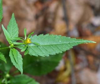 Fotografia da espécie Bidens frondosa