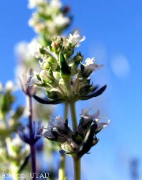 Fotografia 4 da espécie Thymus zygis subesp. zygis no Jardim Botânico UTAD