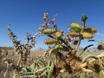 Fotografia da espécie Xanthium spinosum