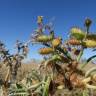 Fotografia 7 da espécie Xanthium spinosum do Jardim Botânico UTAD