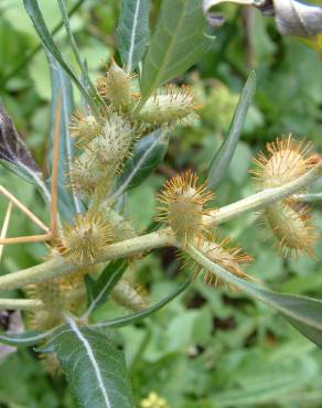 Fotografia 9 da espécie Xanthium spinosum no Jardim Botânico UTAD