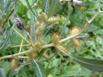 Fotografia da espécie Xanthium spinosum