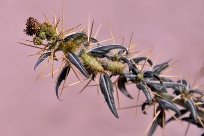 Fotografia da espécie Xanthium spinosum