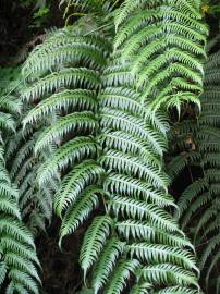 Fotografia da espécie Woodwardia radicans