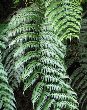 Fotografia 1 da espécie Woodwardia radicans no Jardim Botânico UTAD