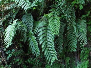 Fotografia da espécie Woodwardia radicans