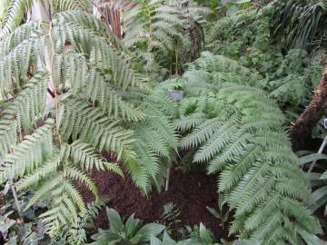 Fotografia da espécie Woodwardia radicans