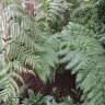 Fotografia 5 da espécie Woodwardia radicans do Jardim Botânico UTAD