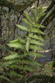 Fotografia da espécie Woodwardia radicans