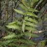 Fotografia 6 da espécie Woodwardia radicans do Jardim Botânico UTAD
