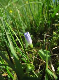 Fotografia da espécie Wahlenbergia hederacea